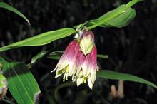 Disporum cantoniense - all images: Flickr
